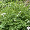 Dicentra spectabilis 'Alba' - Harilik murtudsüda 'Alba' P9/0,55L